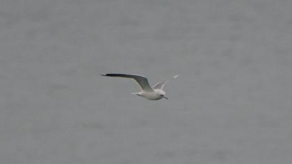 Küçük gümüş martı