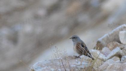 Büyük dağbülbülü