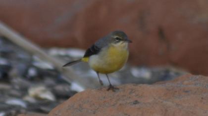 Dağ kuyruksallayanı