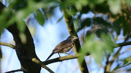 Karabaşlı ötleğen