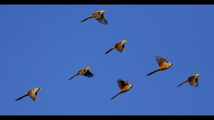 Bıyıklı baştankara