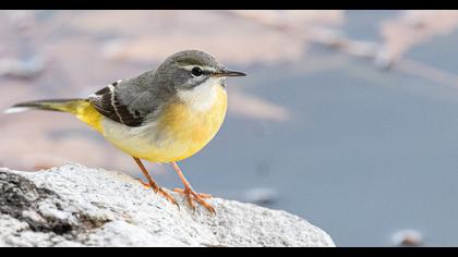 Dağ kuyruksallayanı