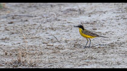 Sarı kuyruksallayan