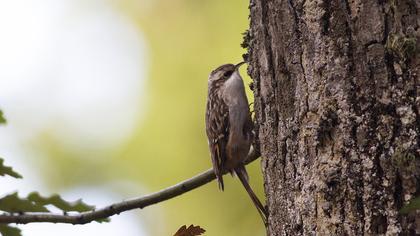 Orman tırmaşıkkuşu