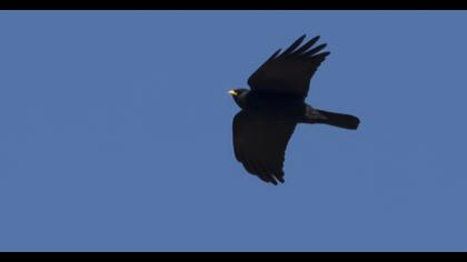 Sarıgagalı dağ kargası