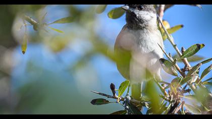 Akyanaklı baştankara