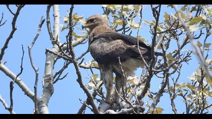 Küçük orman kartalı