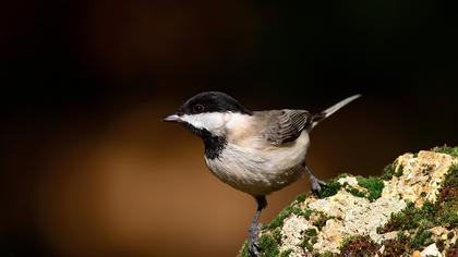 Akyanaklı baştankara