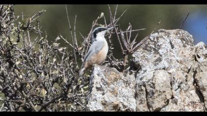 Büyük kaya sıvacısı
