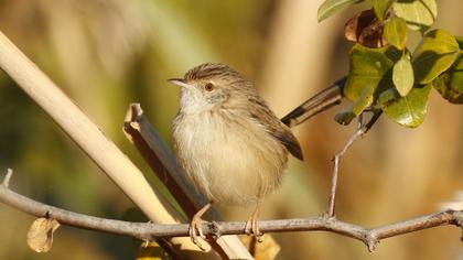 Dikkuyruklu ötleğen