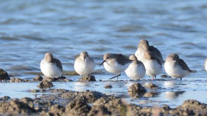 Karakarınlı kumkuşu