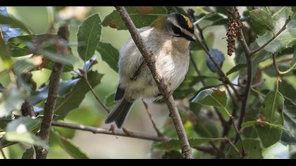 Sürmeli çalıkuşu