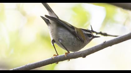 Sürmeli çalıkuşu