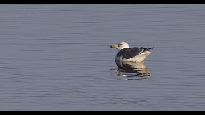 Van gölü martısı