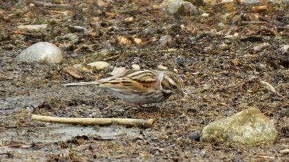 Bataklık Kirazkuşu