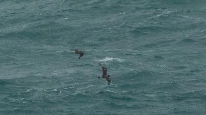 Kütkuyruklu korsanmartı