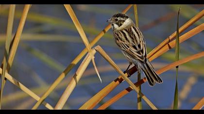 Bataklık Kirazkuşu