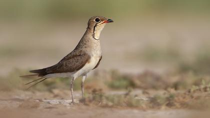 Bataklıkkırlangıcı