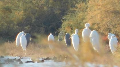 Büyük ak balıkçıl