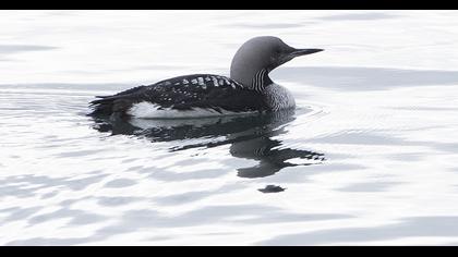 Karagerdanlı dalgıç