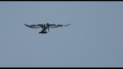 Alaca yalıçapkını