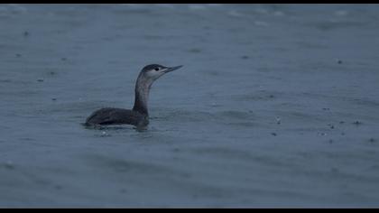 Kızılgerdanlı dalgıç