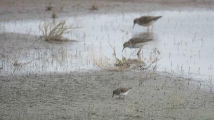 Sarıbacaklı kumkuşu