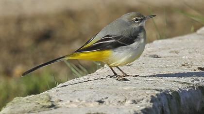 Dağ kuyruksallayanı