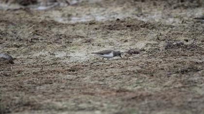 Sarıbacaklı kumkuşu