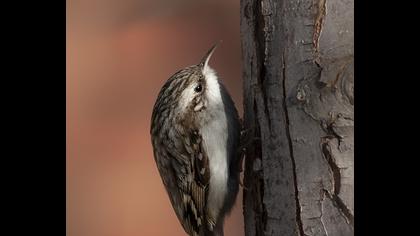 Orman tırmaşıkkuşu