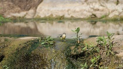 Dağ kuyruksallayanı