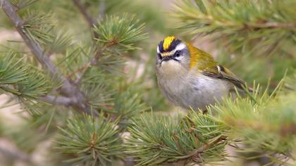 Sürmeli çalıkuşu