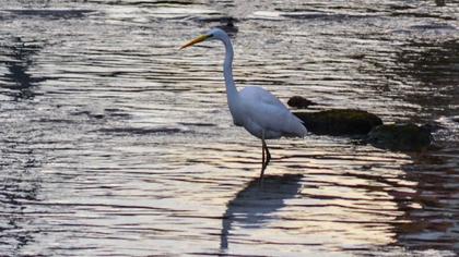 Büyük ak balıkçıl