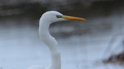 Büyük ak balıkçıl