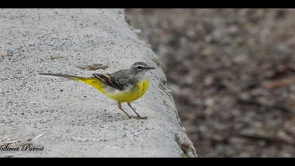 Dağ kuyruksallayanı