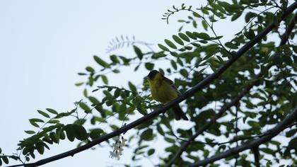 Karabaşlı kirazkuşu