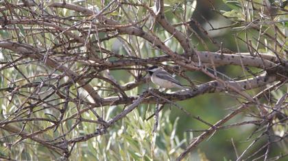 Akyanaklı baştankara