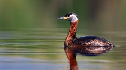 Kızılboyunlu batağan
