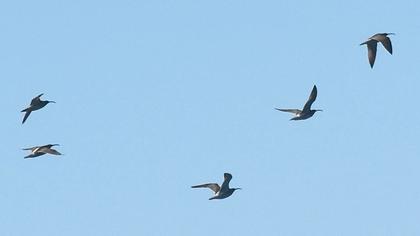 Sürmeli kervançulluğu