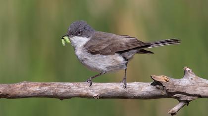Küçük akgerdanlı ötleğen
