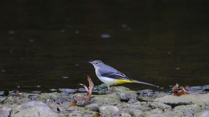 Dağ kuyruksallayanı