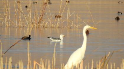 Van gölü martısı