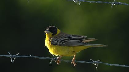 Karabaşlı kirazkuşu