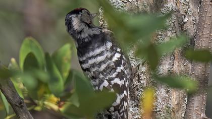 Küçük ağaçkakan