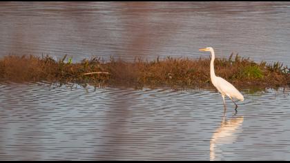 Büyük ak balıkçıl