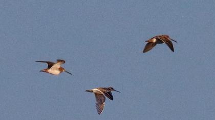 Küçük suçulluğu