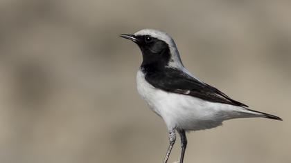 Aksırtlı kuyrukkakan