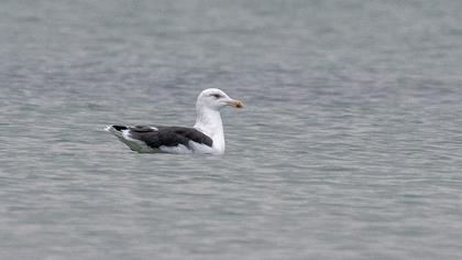 Büyük karasırtlı martı