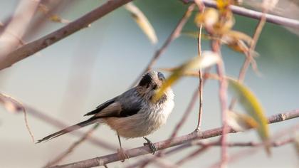 Uzunkuyruklu baştankara