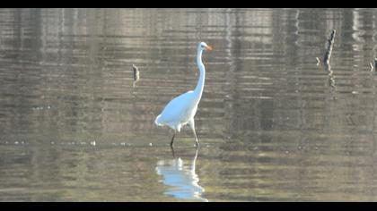 Büyük ak balıkçıl
